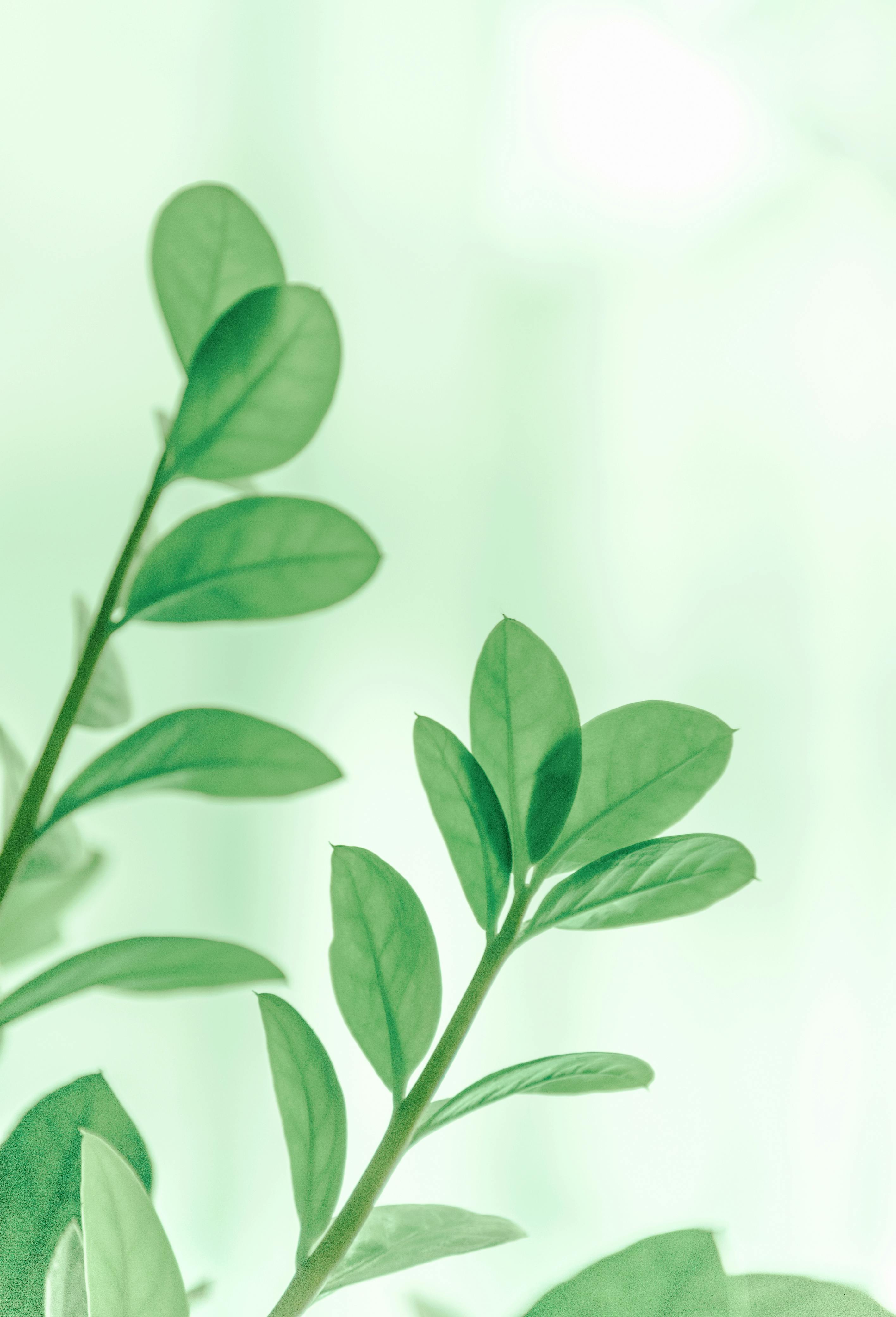 succulent plant on a white background