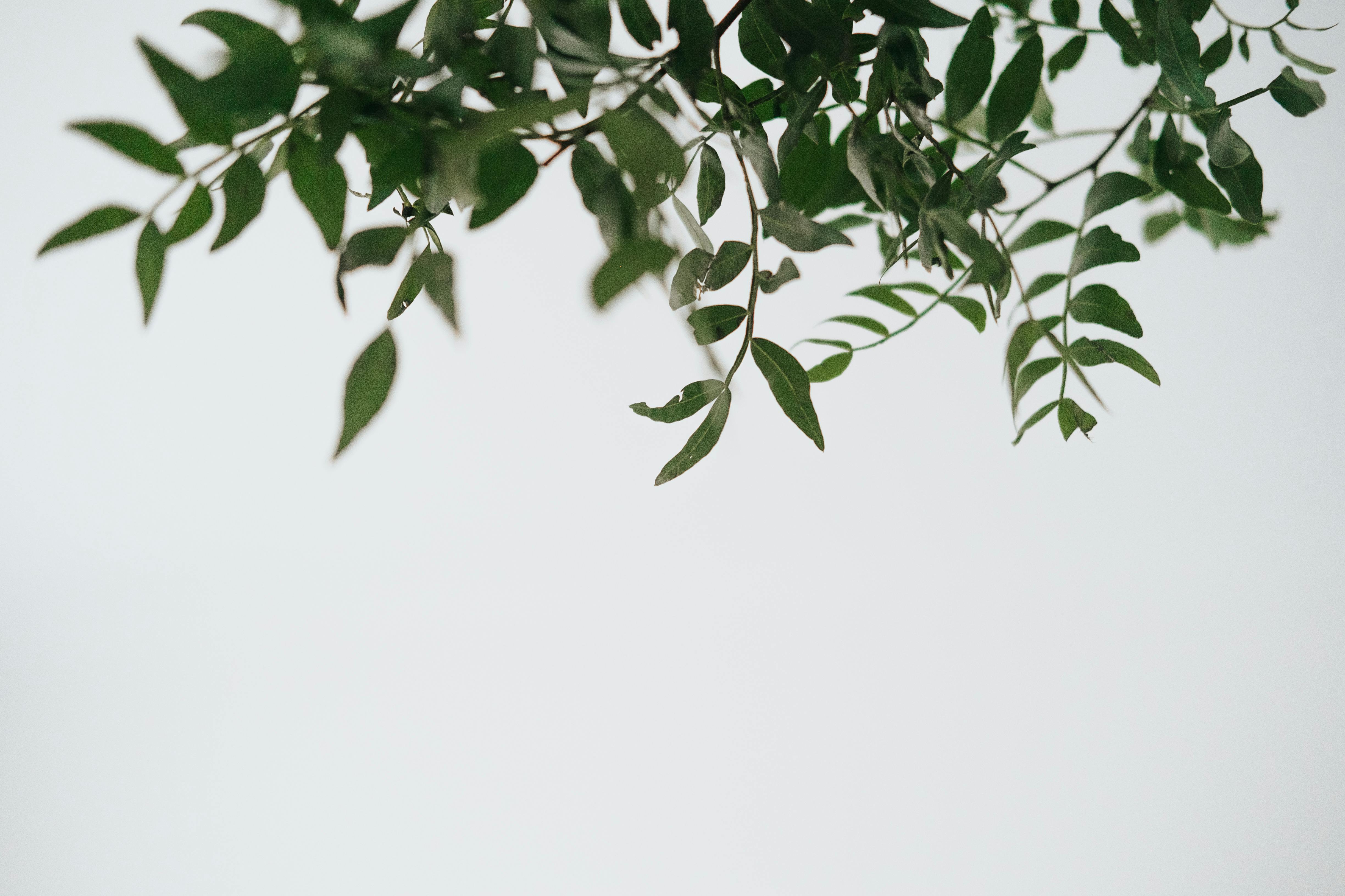 succulent plant on a white background